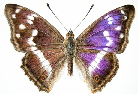 Batolec duhový 