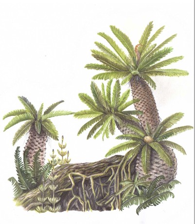 cykas