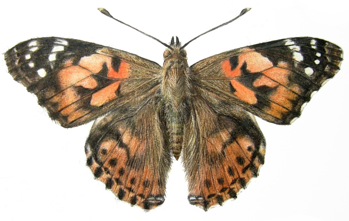 Babočka bodláková