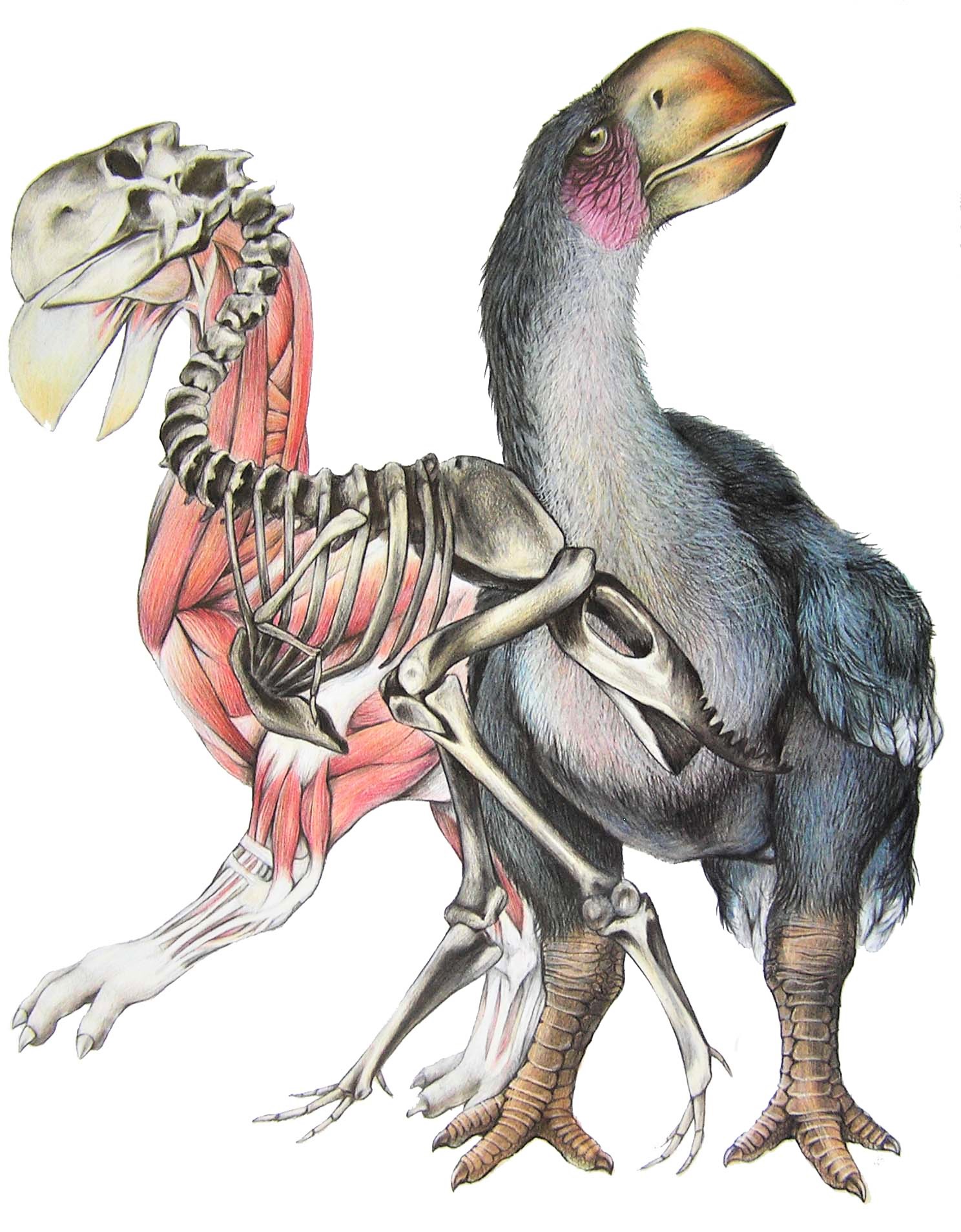 diatryma 3