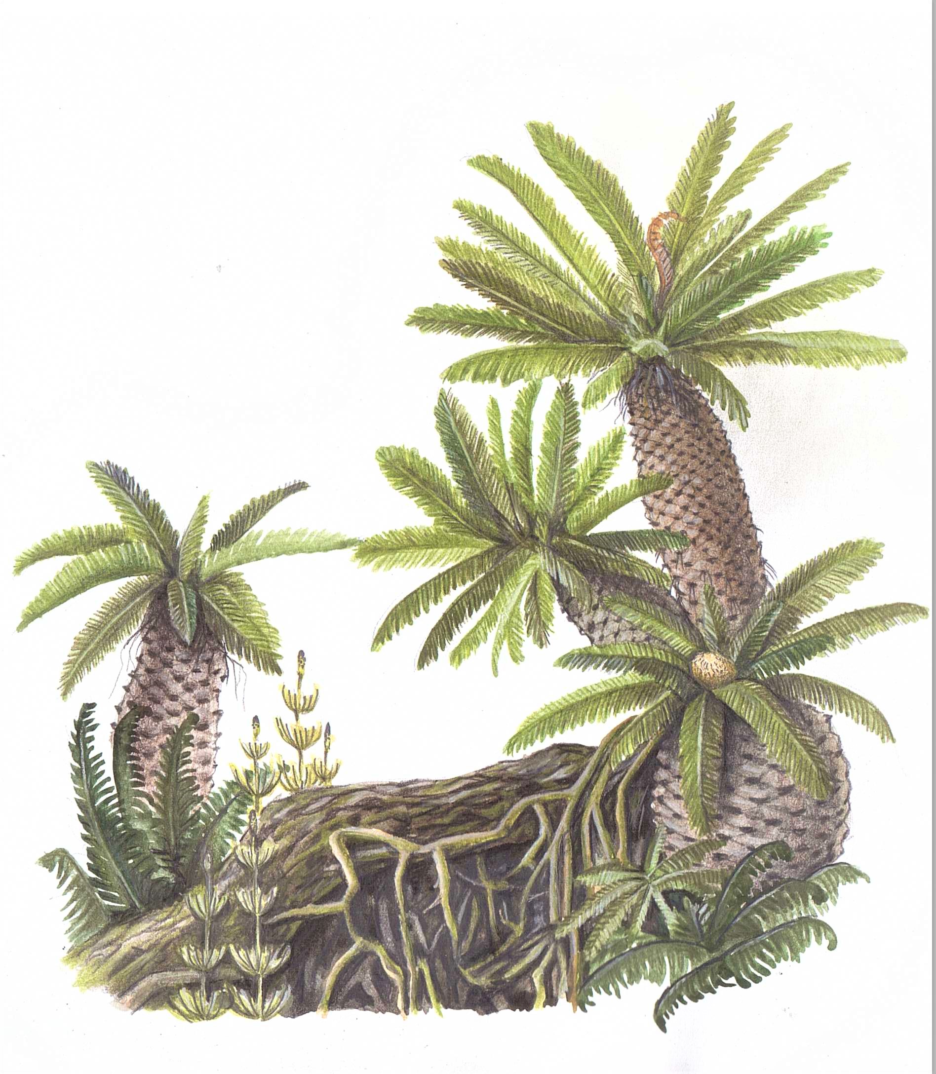 cykas