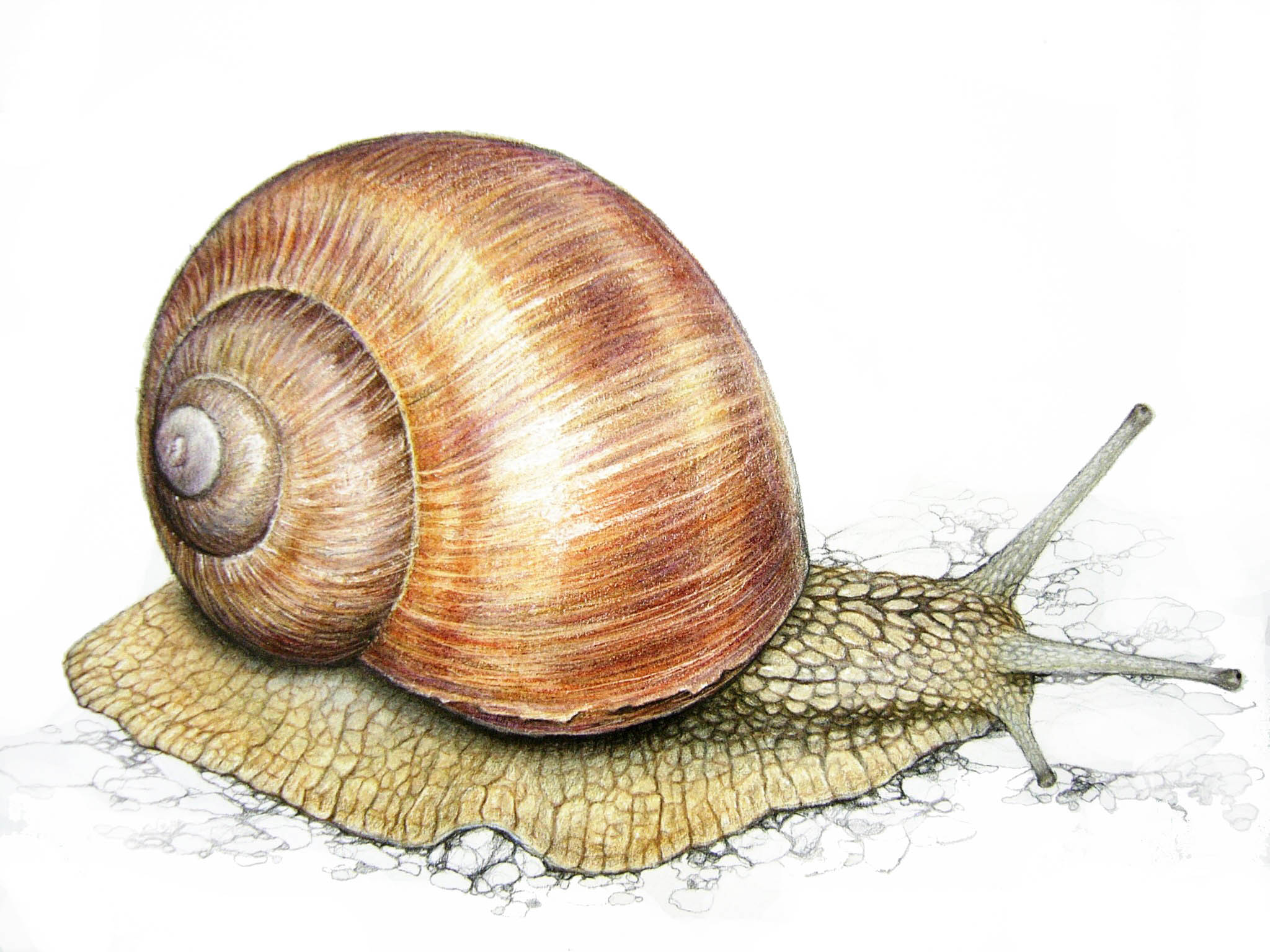 Hlemýžď zahradní