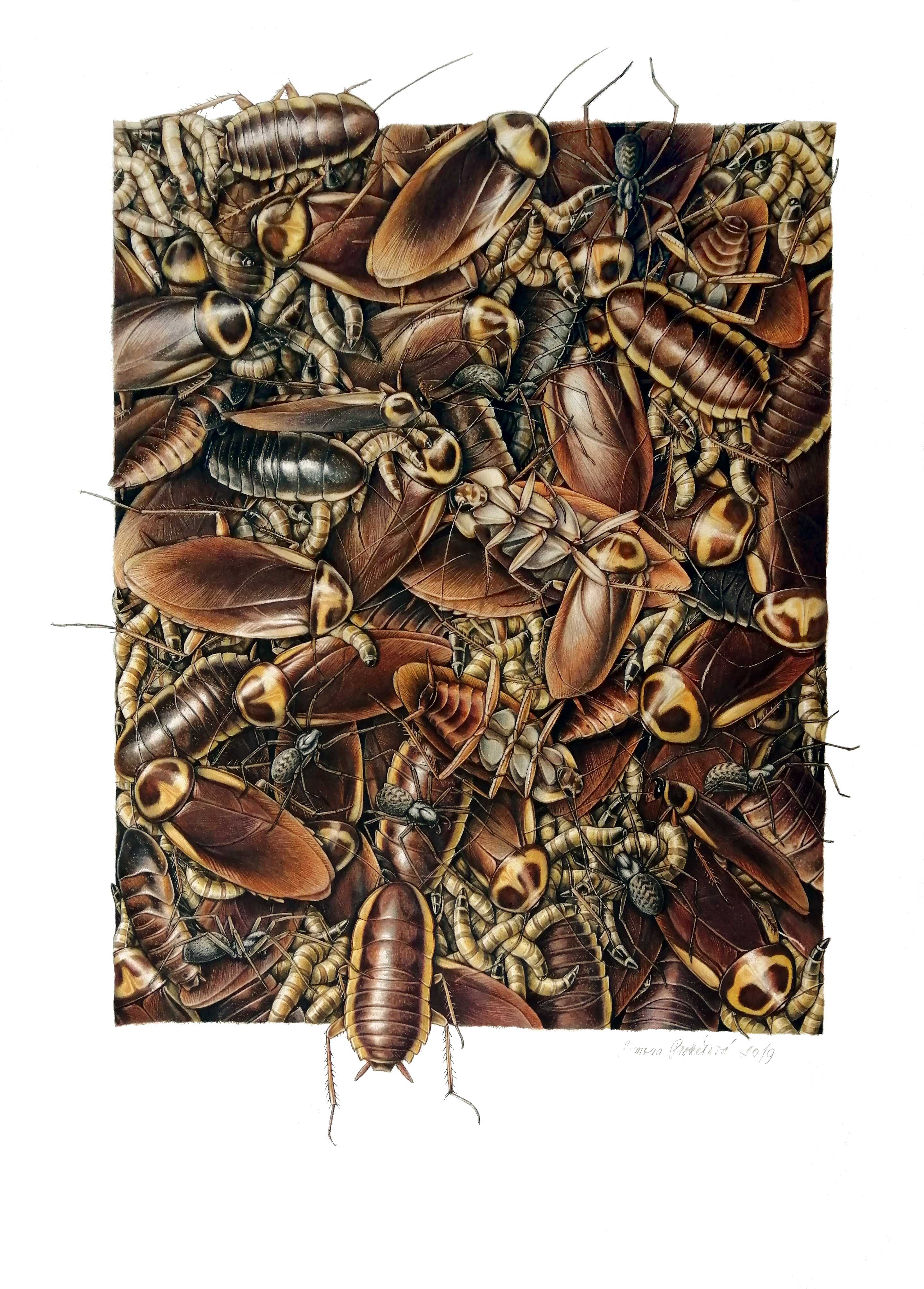 img_cocroach2019_optimized